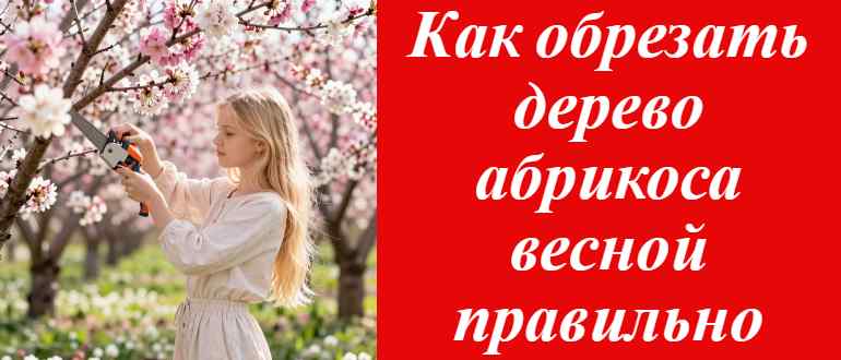 Как правильно обрезать абрикос весной: полное руководство для садоводов
