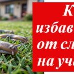 слизень у дома на фото