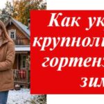 женщина укрывает черенки гортензии на даче на зиму на фото